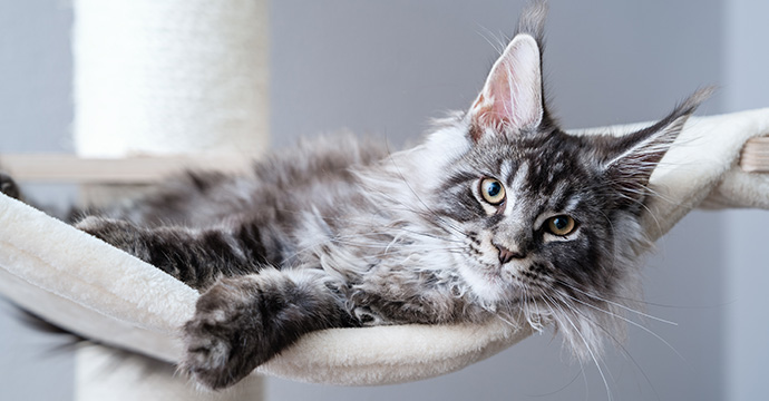 arbre a chat main coon