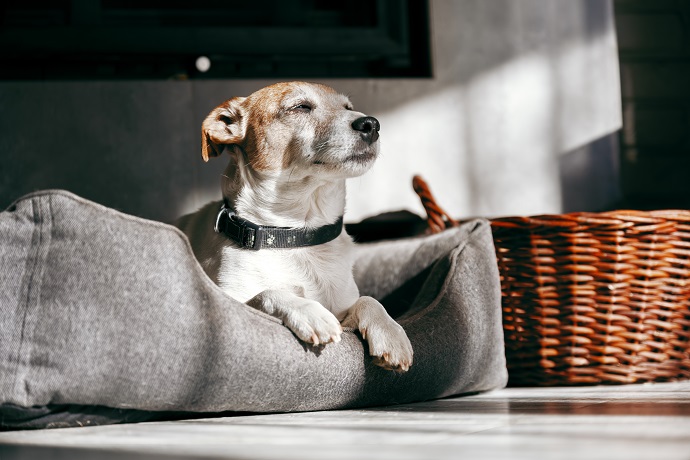 Combien de temps dort un vieux chien