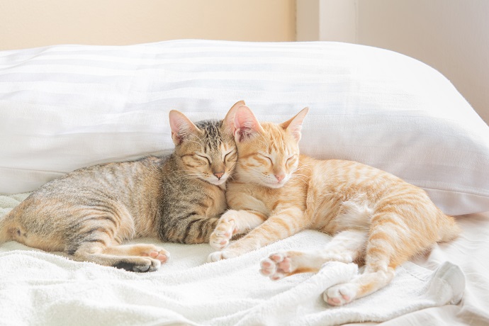 Combien de temps pour que deux chats s'entendent 