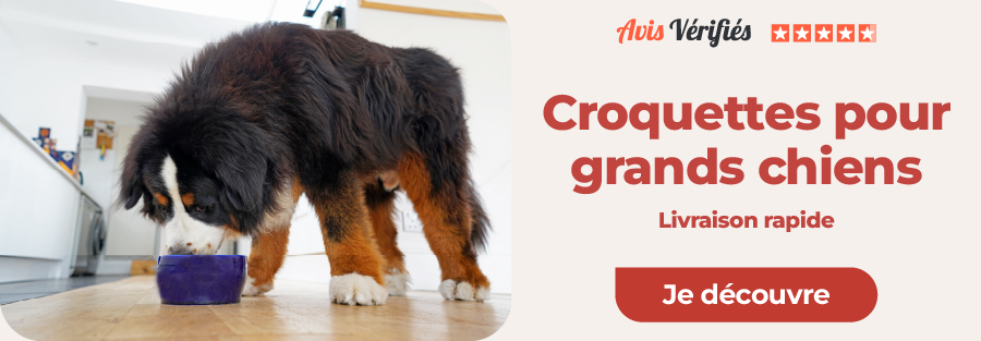 Croquettes pour grands chiens