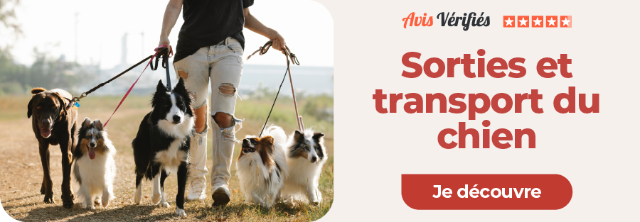 sorties et transport chien