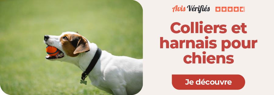 chien portant un collier qui joue avec une balle