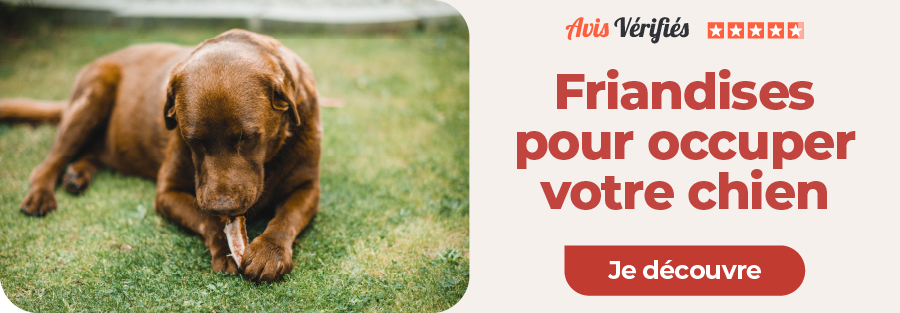friandises pour occuper son chien