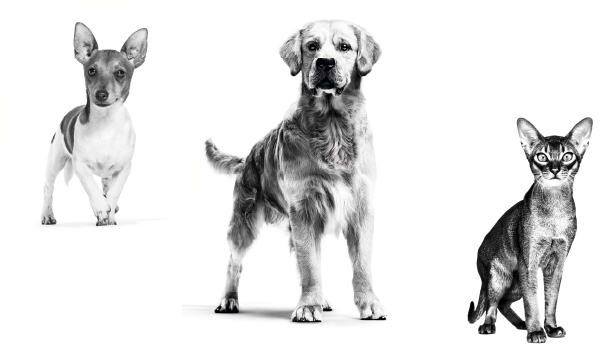 Cocker Hindiana GAMME SOIN ROYAL CANIN POUR CHIEN ET CHATS