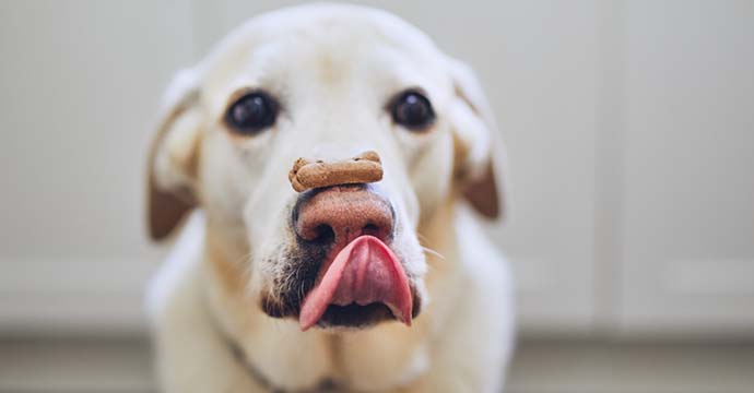 chien adulte qui essaie de manger sa friandise.