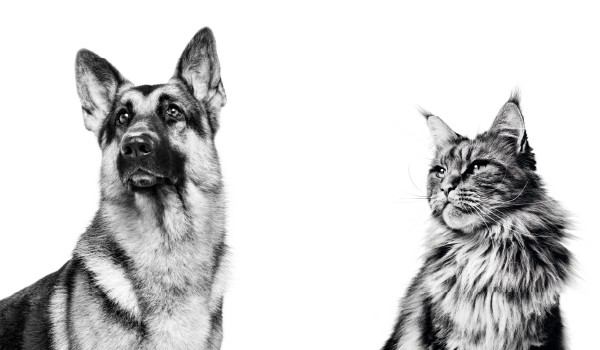 Bateau skipper chien et chat