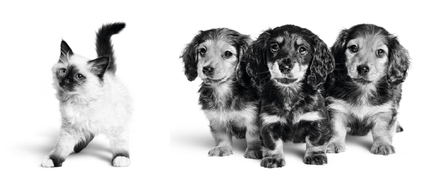 Cocker Hindiana chiots et chatons