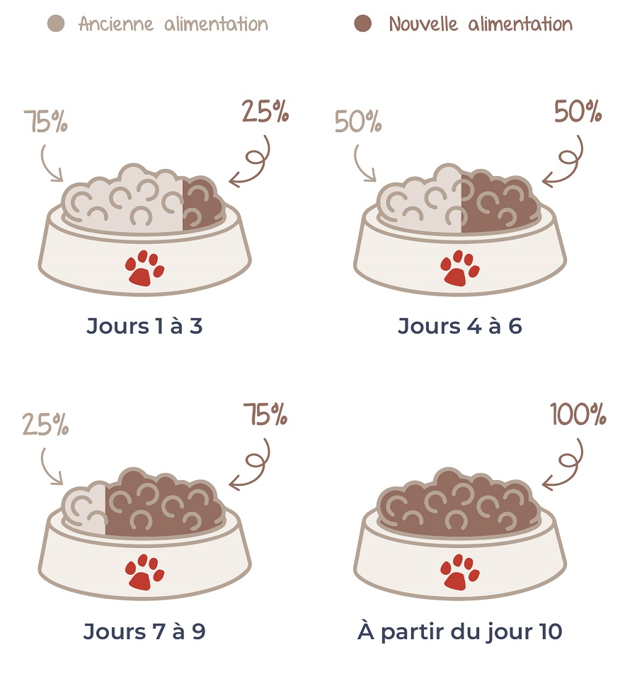 étapes transition alimentaire du chien