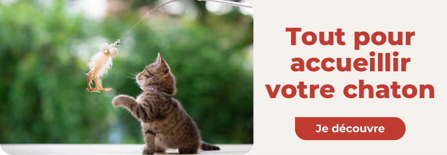 accueillir un chaton : alimentation et accessoires à avoir