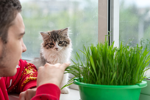 accueillir un chaton à la maison commence par l'alimentation