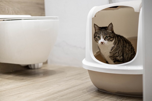 chat qui urine souvent