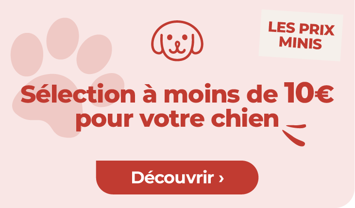 chien prix minis