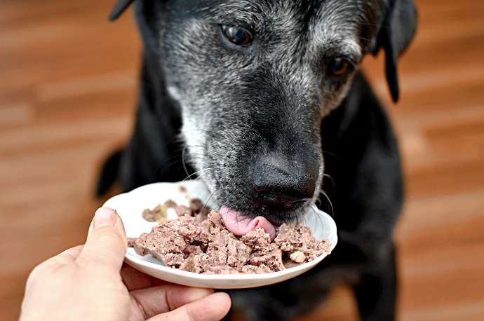 chien âgé qui mange