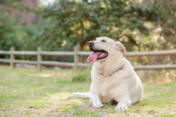 chien en surpoids : il faut changer de croquettes