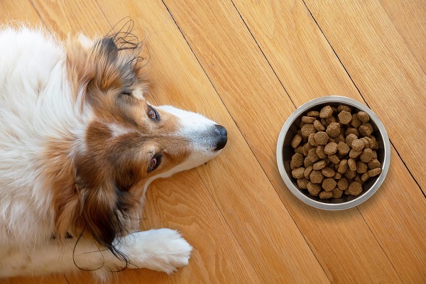 chien qui refuse de manger