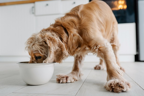 chien qui mange avec beaucoup d'appetit