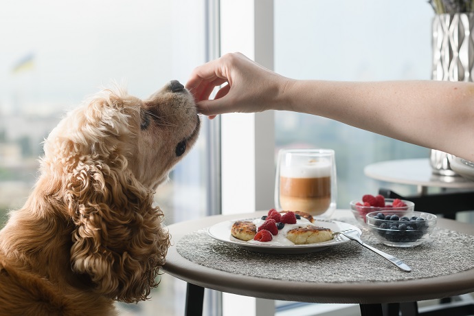 donner les restes à son chien peut lui couper l'appetit