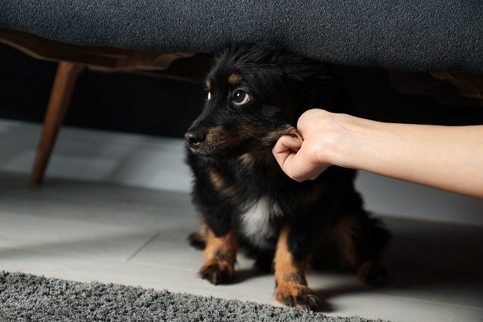 chien stressé qui refuse de manger