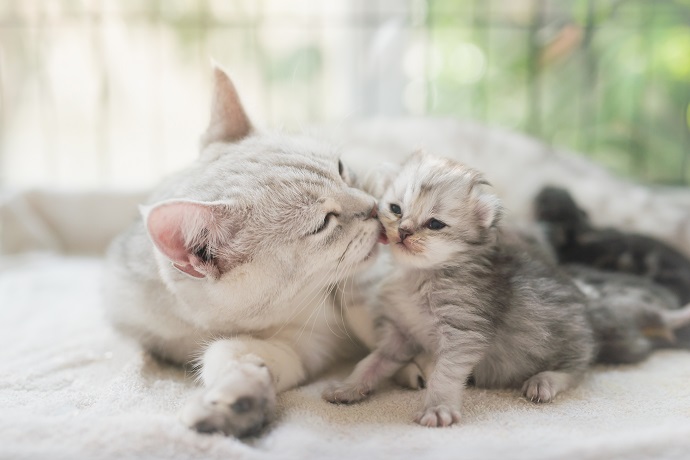 combien de temps pour qu'un chat accepte un chaton