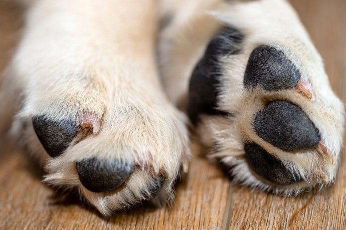 zoom sur les coussinnets du chien