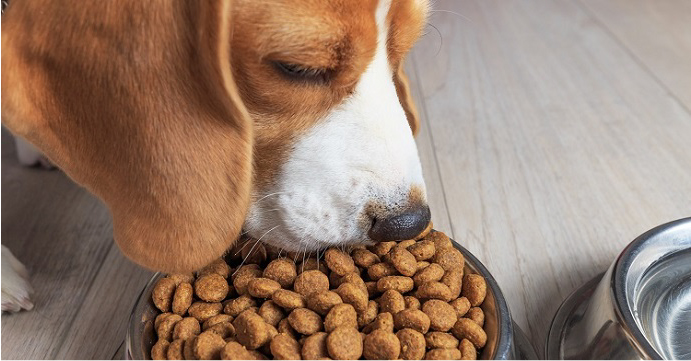 changement de croquette pour le chien