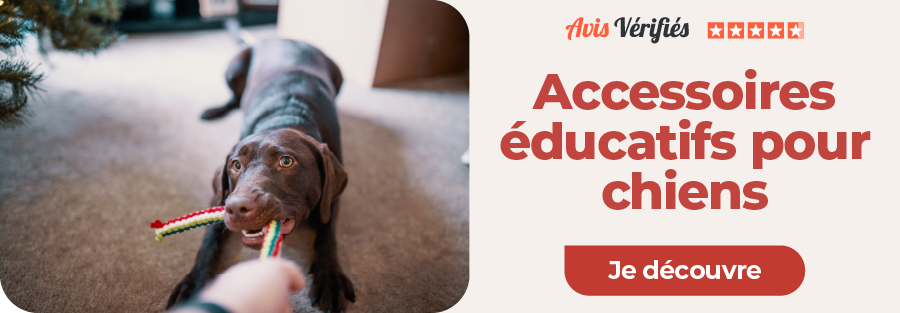 chien qui joue avec son maitre.