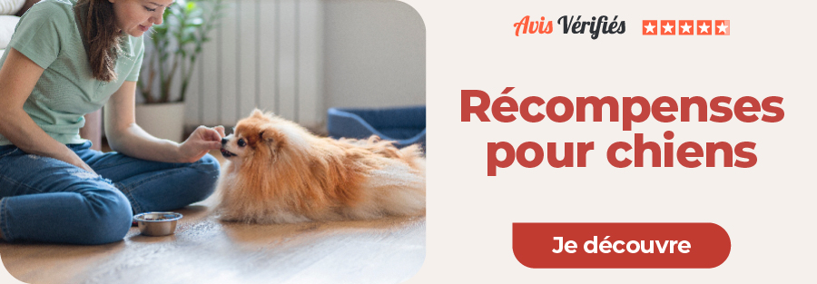 maitre qui récompense son chien avec une friandise.