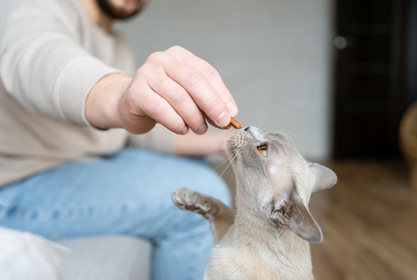 homme qui donne une friandise a son chat stérilisé