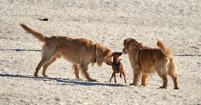 chiens qui socialisent.