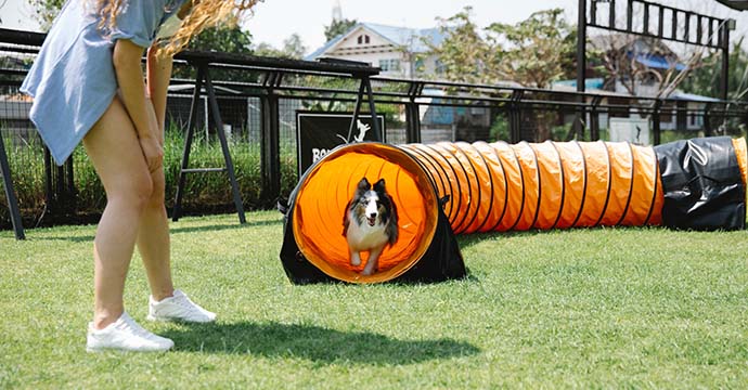 chien qui fait de l'agility avec son maitre.