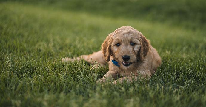 Chien allongé dans l'herbe