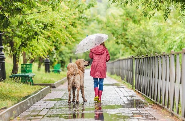 balade chien sous la pluie
