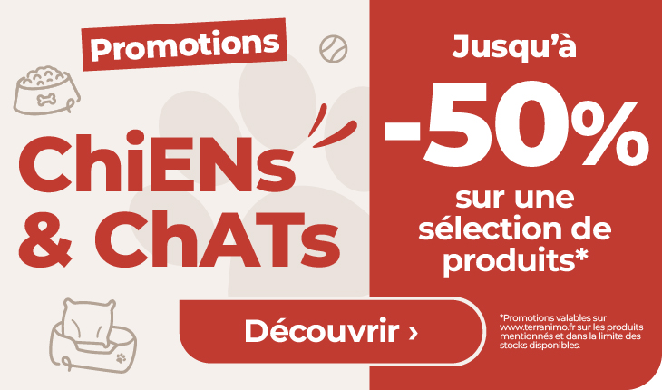 chien prix minis