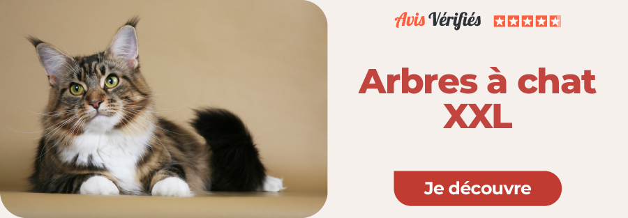 sélection arbres à chats géants
