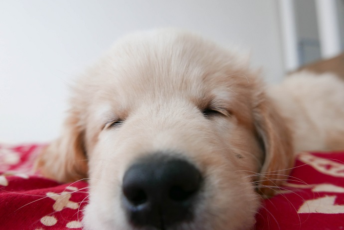 temps sommeil chiot 2 mois